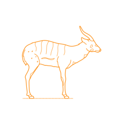 Animals Bovines Sitatunga Svg Line Art, Free Vectors File